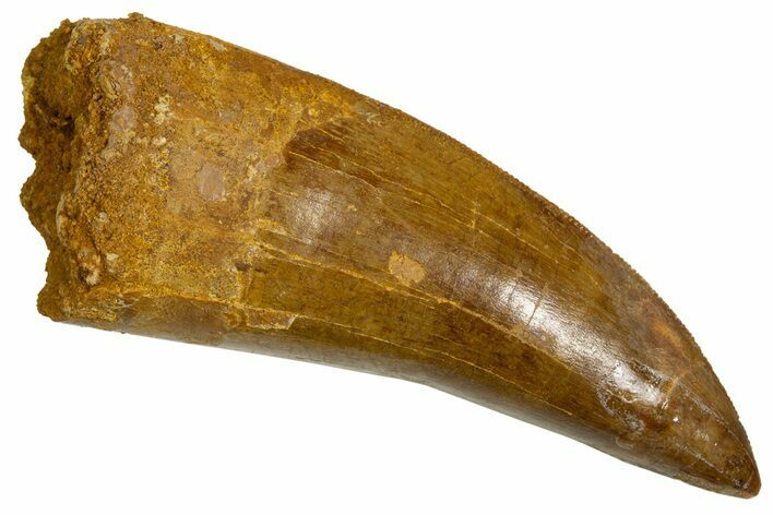 Serrated Carcharodontosaurus Tooth - Real Dinosaur Tooth #341164